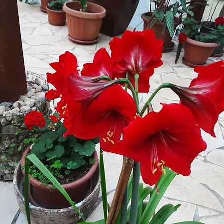 Accommodatie bij particulieren Relaxvilla Fsz Miskolc